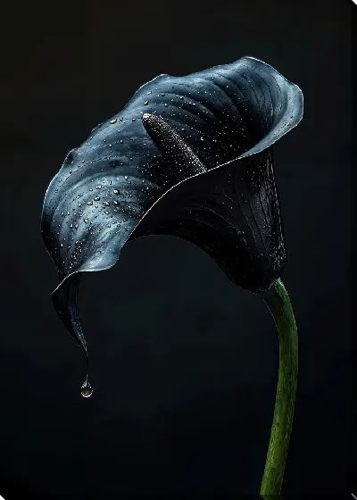 Картина маслом Черный цветок №45