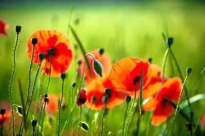 Плакат Маки (Poppies) №5