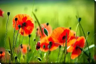 Постер Маки (Poppies) №5