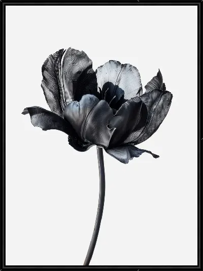 Картина Черный цветок №58