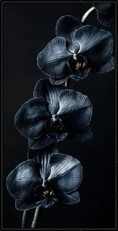 Картина Черный цветок №59