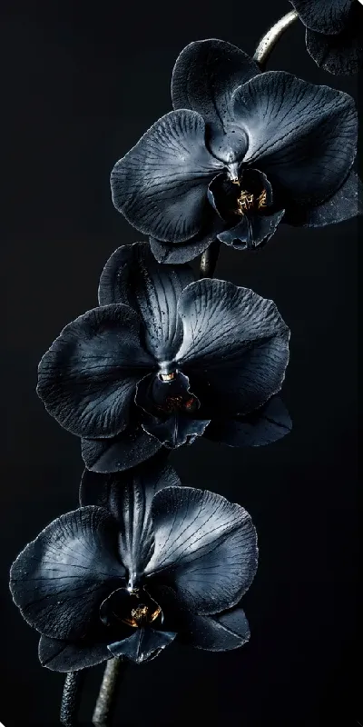 Постер Черный цветок №59