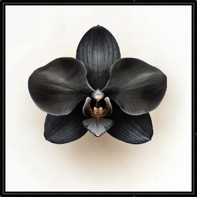 Картина Черный цветок №65