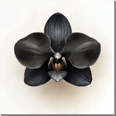 Картина маслом Черный цветок №65