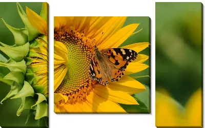 Модульная картина Подсолнух (Sunflower) №2