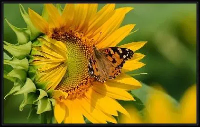 Картина Подсолнух (Sunflower) №2