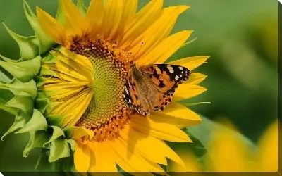 Постер Подсолнух (Sunflower) №2