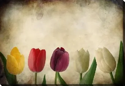 Постер Тюльпаны (Tulips) №4