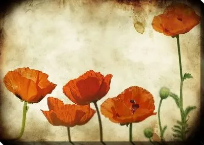 Постер Маки (Poppies) №6