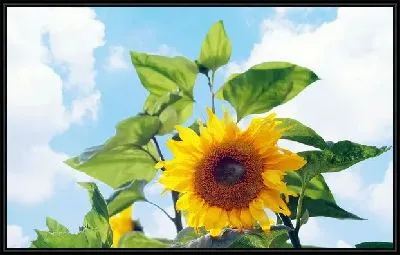 Картина Подсолнух (Sunflower) №3