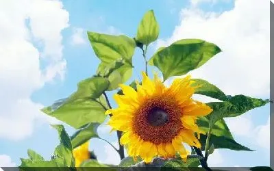 Постер Подсолнух (Sunflower) №3