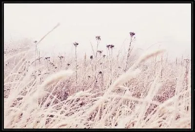 Картина Поле (Field) №5