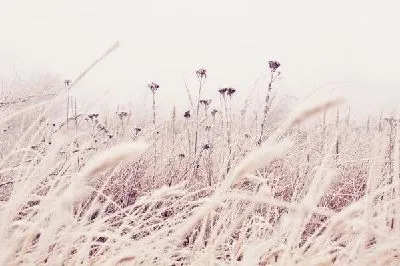 Плакат Поле (Field) №5