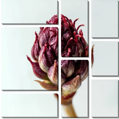 Модульная картина Красный артишок