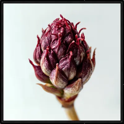 Картина Красный артишок