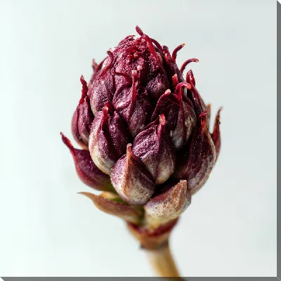 Красный артишок