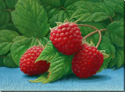 Постер Малина №28