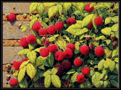 Картина Куст малины