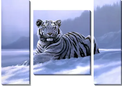 Модульная картина Тигр (Tiger) №5