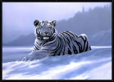 Картина Тигр (Tiger) №5