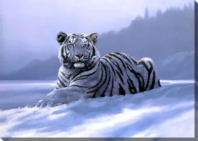 Постер Тигр (Tiger) №5