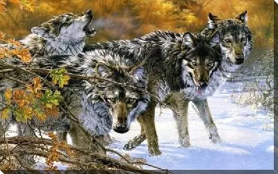 Постер Волки (Wolves)