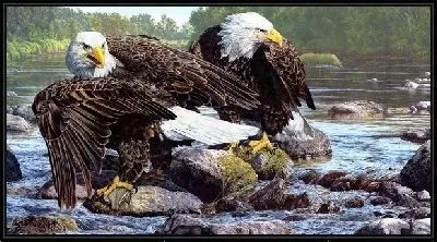 Картина Орлы (The Eagles)