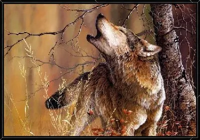 Картина Волк (Wolf)