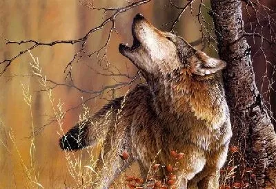 Плакат Волк (Wolf)