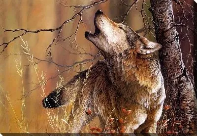 Постер Волк (Wolf)