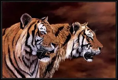 Картина Тигры (Tigers) №2