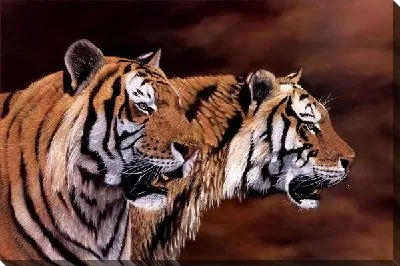 Постер Тигры (Tigers) №2
