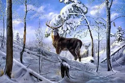 Плакат Олень (Deer)