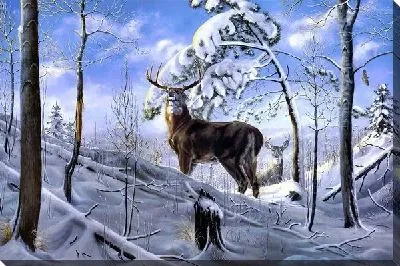 Постер Олень (Deer)