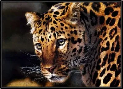 Картина Леопард (Leopard) №2