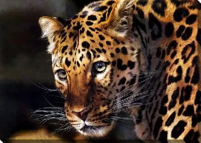 Постер Леопард (Leopard) №2