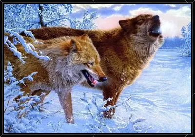 Картина Волки (Wolves) №4