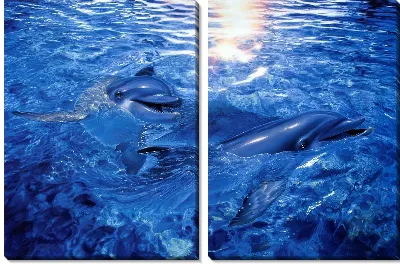 Модульная картина Дельфины (Dolphins) №4