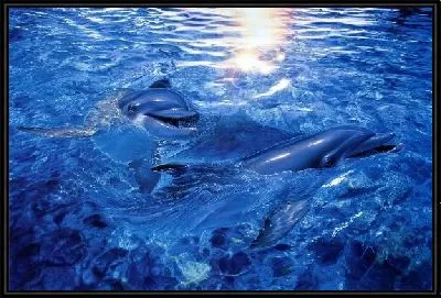 Картина Дельфины (Dolphins) №4