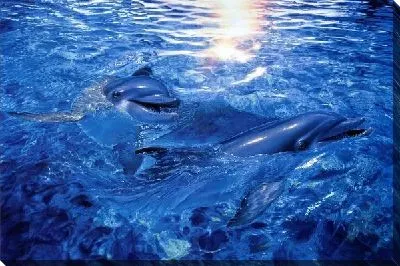 Постер Дельфины (Dolphins) №4