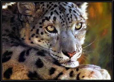 Картина Леопард (Leopard) №3