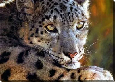 Постер Леопард (Leopard) №3