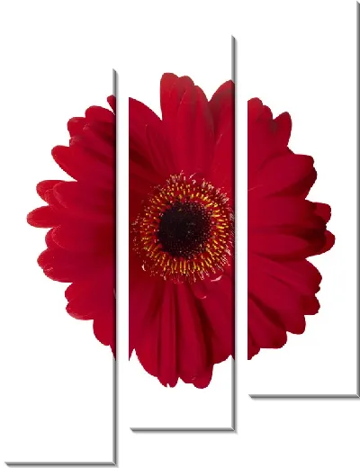 Модульная картина Цветок (Flower) №8