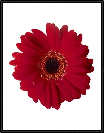 Картина Цветок (Flower) №8