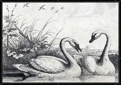 Лебеди (Swans) №6