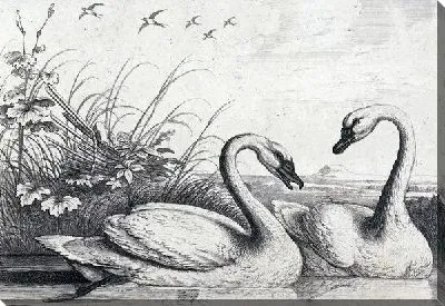 Лебеди (Swans) №6