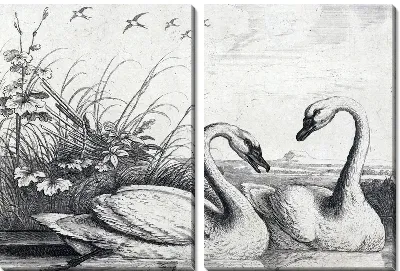 Лебеди (Swans) №6