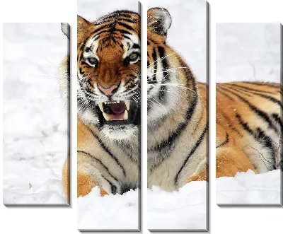 Модульная картина Тигр (Tiger) №9