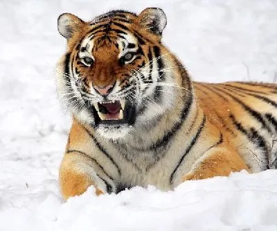 Плакат Тигр (Tiger) №9
