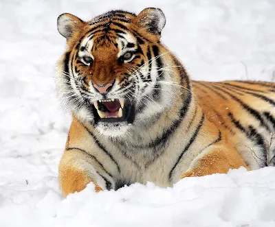 шаблон id 38